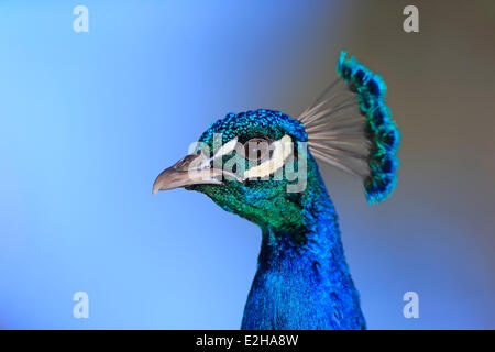 Peafowl indiano, Peafowl blu o Peafowl comune (Pavo cristatus) adulto, maschio, pavone, Asia Foto Stock
