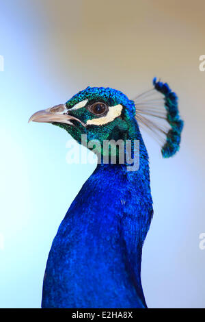 Peafowl indiano, Peafowl blu o Peafowl comune (Pavo cristatus) adulto, maschio, pavone, Asia Foto Stock