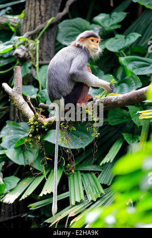 Douc Langur o rosso-shanked Douc (Pygathrix nemaeus), Adulto, su albero, Asia Foto Stock