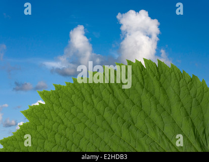 In prossimità di una foglia verde con bordo variegata contro un cielo blu con il bianco billowing cloud Foto Stock