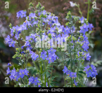 La scala di Giacobbe greco fiori di valeriana Polemonium caeruleum Foto Stock