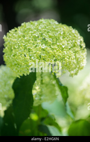 Verde pallido hydrangea fiori close up Foto Stock