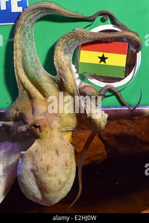 Berlino, Germania. Xx Giugno, 2014. Il polpo femmina Regina dal Sea-Life-Aquarium Berlin predice una vittoria del Ghana per la prossima partita vs Germania Ghana durante il Campionato del Mondo FIFA 2014 in Brasile, al Sea Life Aquarium a Berlino, Germania, 20 giugno 2014. Dopo il successo del suo conspecific Paolo al Campionato del Mondo 2010 adesso il polpo femmina tenta di predire i risultati delle partite di tedesco durante la Coppa del Mondo 2014. Foto: Jens KALAENE/dpa/Alamy Live News Foto Stock