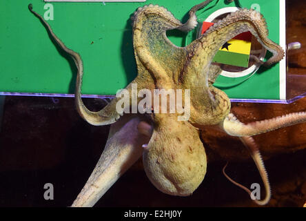 Berlino, Germania. Xx Giugno, 2014. Il polpo femmina Regina dal Sea-Life-Aquarium Berlin predice una vittoria del Ghana per la prossima partita vs Germania Ghana durante il Campionato del Mondo FIFA 2014 in Brasile, al Sea Life Aquarium a Berlino, Germania, 20 giugno 2014. Dopo il successo del suo conspecific Paolo al Campionato del Mondo 2010 adesso il polpo femmina tenta di predire i risultati delle partite di tedesco durante la Coppa del Mondo 2014. Foto: Jens KALAENE/dpa/Alamy Live News Foto Stock