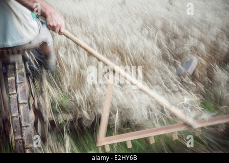 La raccolta di frumento Foto Stock