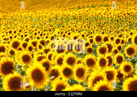 Campo di girasoli. A Burgos. Castiglia e Leon. Spagna Foto Stock