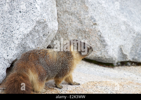 Un selvaggio ventre giallo marmotta (Marmota flaviventrisin ) rocce in Olmsted punto lungo la Tioga Road nel Parco Nazionale di Yosemite, California, Stati Uniti d'America Foto Stock