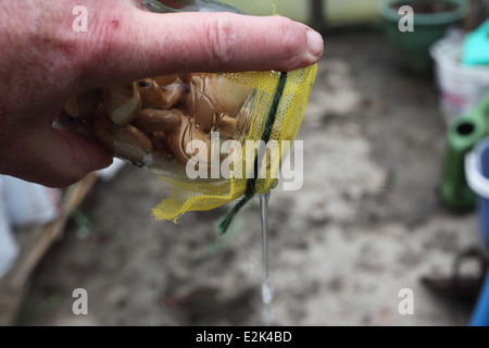 Pre germinando semi di grandi dimensioni passo 10 drenare l'warter prima di ritornare al propagatore Foto Stock