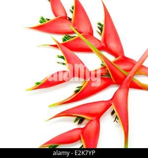 Heliconia tropicale Fiore (Heliconia stricta), isolata su uno sfondo bianco Foto Stock