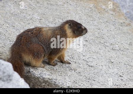 Un selvaggio ventre giallo marmotta (Marmota flaviventrisin ) rocce in Olmsted punto lungo la Tioga Road nel Parco Nazionale di Yosemite, California, Stati Uniti d'America Foto Stock