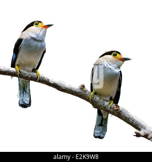 Bella giovane di argento-breasted Broadbill bird, isolato su sfondo bianco Foto Stock