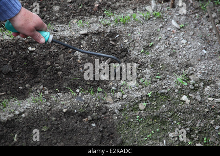 Coltivare carote passo dopo passo una volta che le piantine vengono visualizzati zappa tra le righe di uccidere germinando erbacce Foto Stock