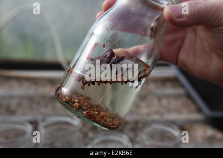 La coltivazione degli alberi che richiedono la fase di stratificazione 3 ammollate i semi per 24 ore in acqua fredda Foto Stock