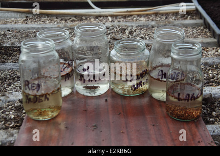 La coltivazione degli alberi che richiedono la fase di stratificazione 3 ammollate i semi per 24 ore in acqua fredda (2) Foto Stock