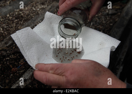 La coltivazione degli alberi che richiedono la fase di stratificazione 4 semi dopo immersione (2) Foto Stock