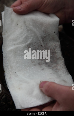 La coltivazione degli alberi che richiedono la fase di stratificazione 6 piegare il rotolo di carta da cucina a metà Foto Stock