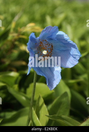 Meconopsis betonicifolia Himalayan poppy close up di fiore Foto Stock