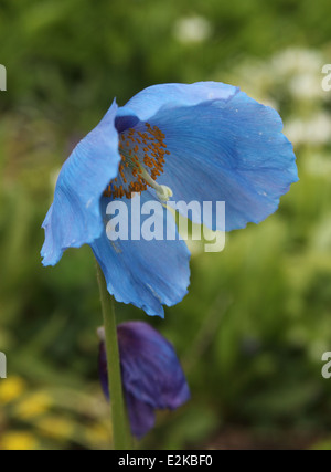 Meconopsis betonicifolia Himalayan poppy close up di fiore Foto Stock