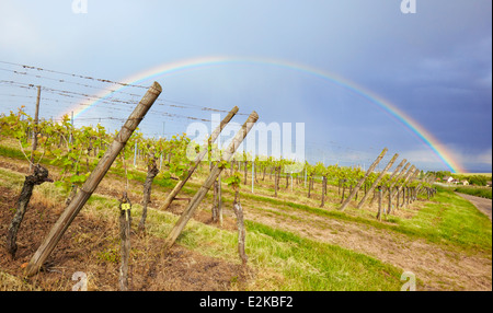 Rainbow su vigneti a Hunawihr. L'Alsazia, Francia, Europa. Foto Stock