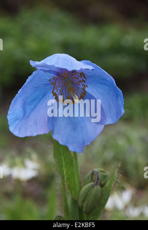 Meconopsis betonicifolia Himalayan poppy close up di fiore Foto Stock