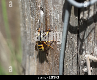 Vespula vulgaris Common wasp regina la raccolta di pasta di legno per la nidificazione Foto Stock