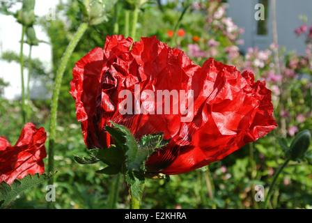 Papavero orientale " Bellezza di Livermere' Foto Stock