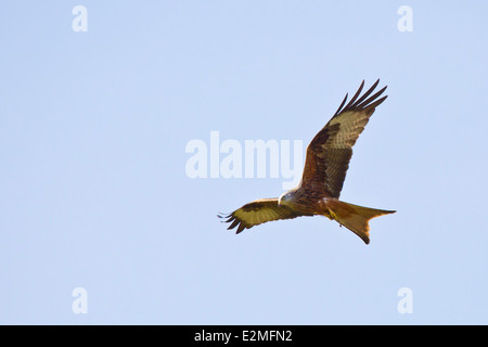 Nibbio reale in volo Foto Stock