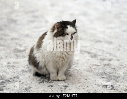 Funny big cat in un parco invernale Foto Stock