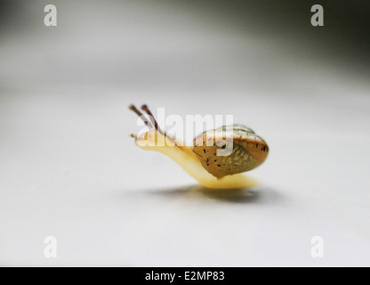 Close-up di immagine un po' divertente va a passo di lumaca Foto Stock
