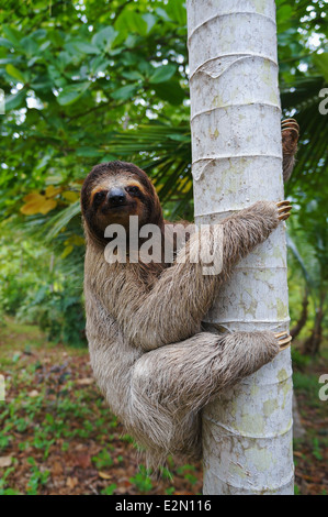 Una tre-dita bradipo arrampicata su un albero, Panama America Centrale Foto Stock