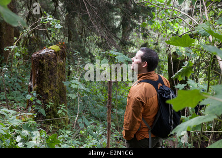 L'uomo rispettando i cluster di monarchi sul sacro bosco di abeti e pini presso la Riserva della biosfera delle farfalle monarca in Cerro Pelon Foto Stock
