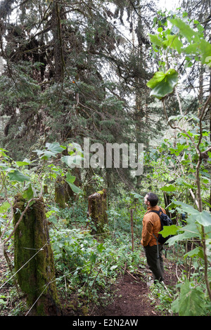 L'uomo rispettando i cluster di monarchi sul sacro bosco di abeti e pini presso la Riserva della biosfera delle farfalle monarca in Cerro Pelon Foto Stock