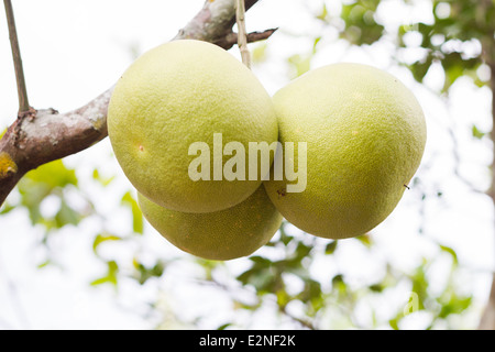 Tre pompelmo in giardino Foto Stock