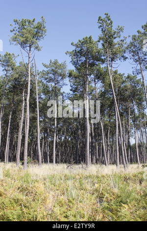 Foresta delle Landes vicino Vieille-Saint-Girons, Landes, Aquitaine, Francia. Foto Stock