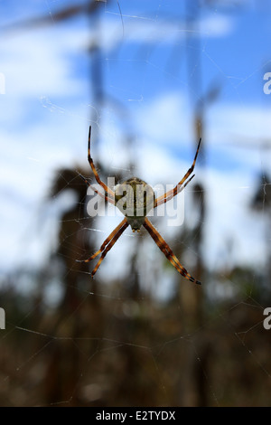 Un Orb Weaver Spider sospeso nel suo web in Cotacachi, Ecuador Foto Stock