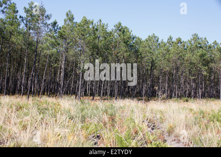 Foresta delle Landes vicino Vieille-Saint-Girons, Landes, Aquitaine, Francia. Foto Stock