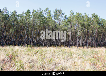 Foresta delle Landes vicino Vieille-Saint-Girons, Landes, Aquitaine, Francia. Foto Stock