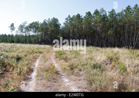 Foresta delle Landes vicino Vieille-Saint-Girons, Landes, Aquitaine, Francia. Foto Stock