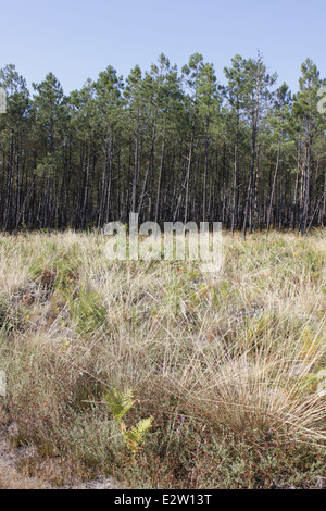 Foresta delle Landes vicino Vieille-Saint-Girons, Landes, Aquitaine, Francia. Foto Stock