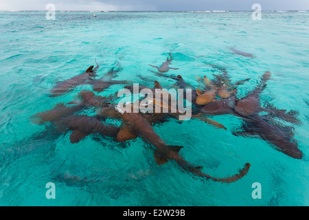 Gruppo di squali nutrice, Ginglymostoma cirratum, in acque poco profonde che si nutrono dei rifiuti delle persone che puliscono i pesci Foto Stock