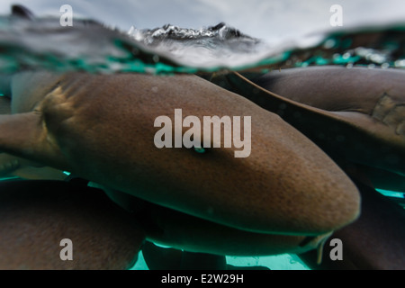 Vista ravvicinata sott'acqua degli squali infermieri e della testa e della faccia di uno Foto Stock