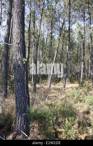 Foresta delle Landes vicino Vieille-Saint-Girons, Landes, Aquitaine, Francia. Foto Stock