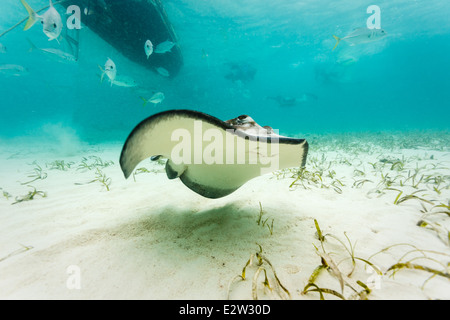 Underwater vista ravvicinata di Sting Ray underbelly nuotare lungo il fondo dell'oceano Foto Stock