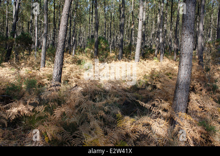 Foresta delle Landes vicino Vieille-Saint-Girons, Landes, Aquitaine, Francia. Foto Stock