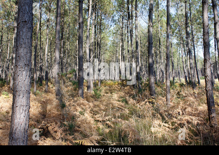 Foresta delle Landes vicino Vieille-Saint-Girons, Landes, Aquitaine, Francia. Foto Stock