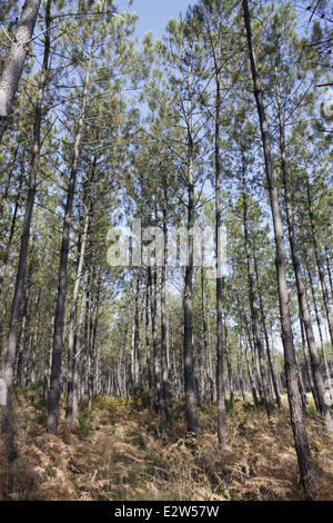 Foresta delle Landes vicino Vieille-Saint-Girons, Landes, Aquitaine, Francia. Foto Stock