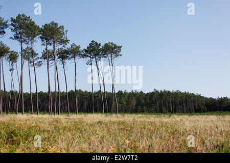 Foresta delle Landes vicino Vieille-Saint-Girons, Landes, Aquitaine, Francia. Foto Stock