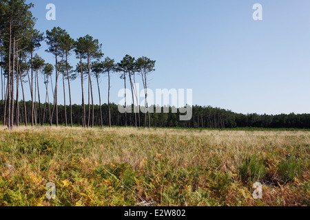 Foresta delle Landes vicino Vieille-Saint-Girons, Landes, Aquitaine, Francia. Foto Stock