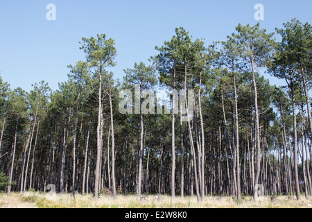 Foresta delle Landes vicino Vieille-Saint-Girons, Landes, Aquitaine, Francia. Foto Stock