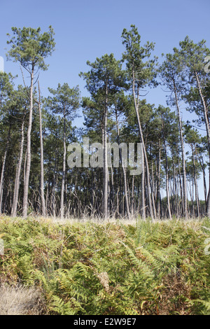 Foresta delle Landes vicino Vieille-Saint-Girons, Landes, Aquitaine, Francia. Foto Stock